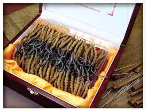 龙胜冬虫夏草回收